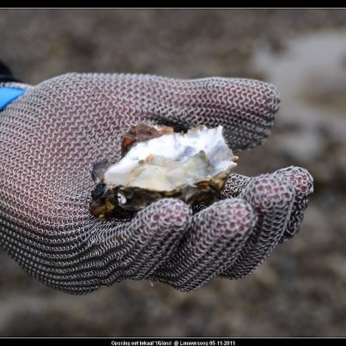Waddenzeiltocht met oesters rapen op pinkstermaandag in Lauwersoog
